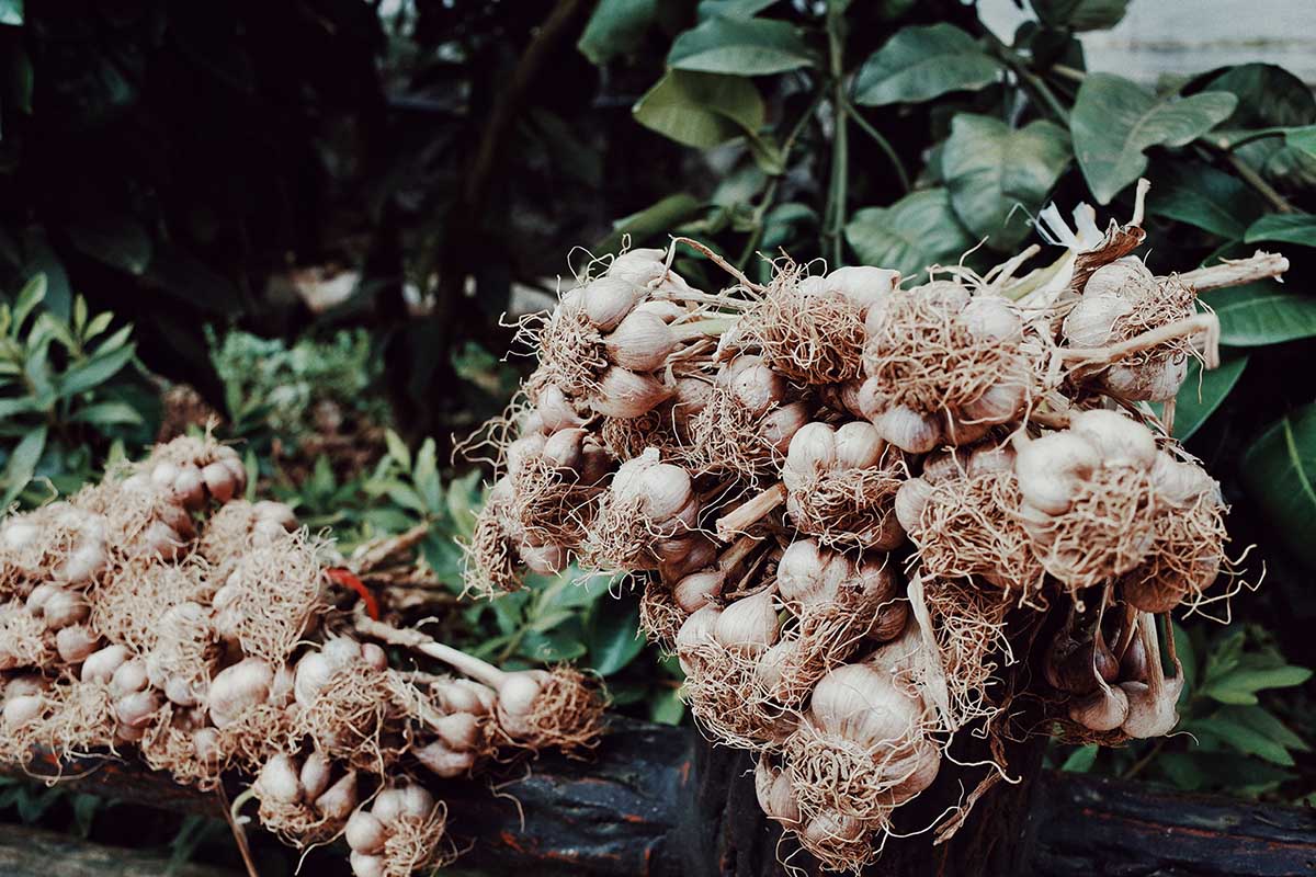 Prevent mosquitoes with garlic Prevent mosquitoes with garlic